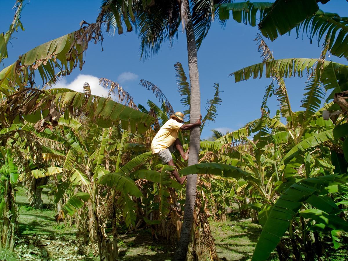Firefly Estate Bequia Hotel Crescent Beach Exterior photo